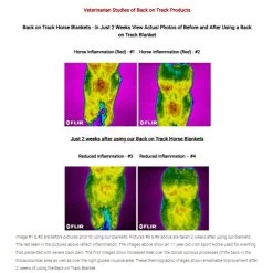 Back On Track Royal Padded Hock Boots -Equestrian Clothing Shop BOTstudies