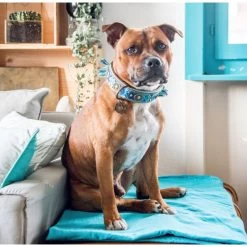 Dog With A Mission Boho Juan Fringed Dog Collar BLUE -Equestrian Clothing Shop BohoJuan3