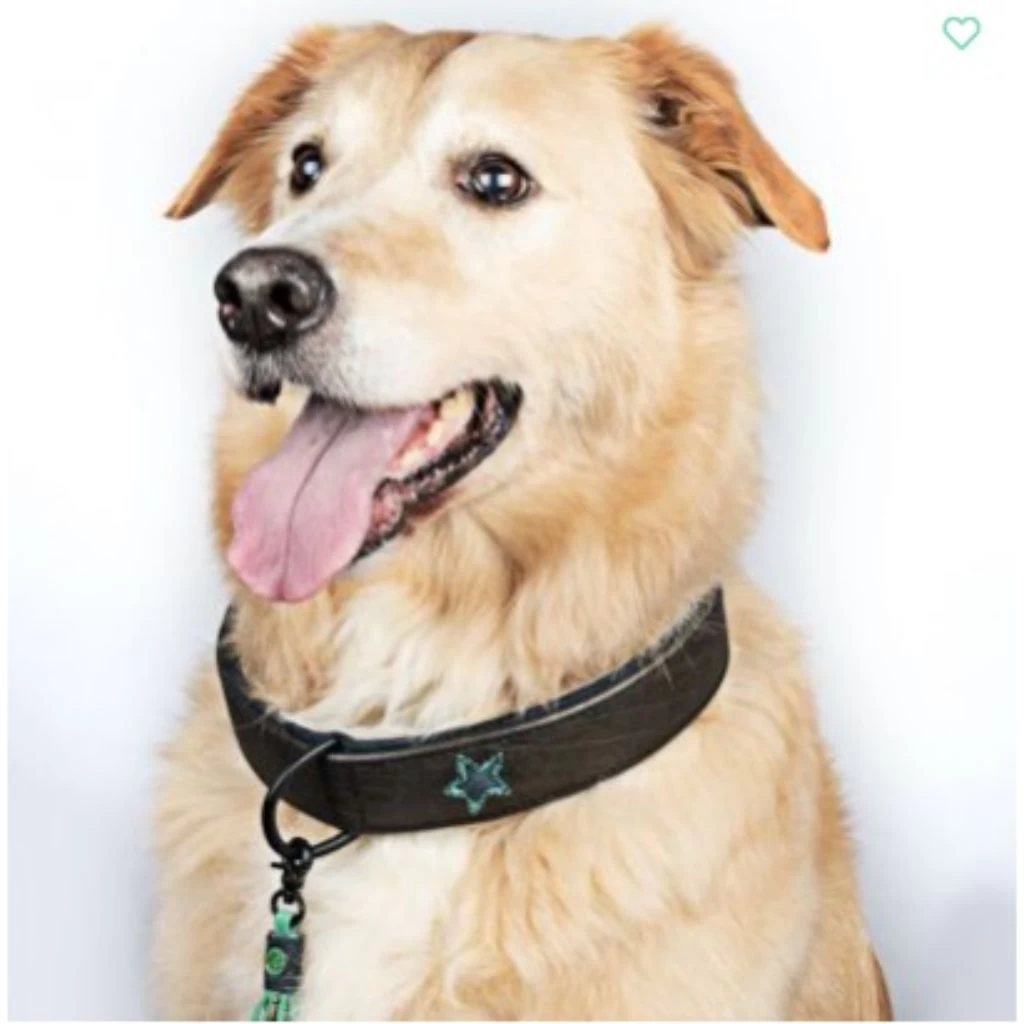 Dog With A Mission Boy Leather Collar With Denim Lining 1 Dog With A Mission Boy Leather Collar With Denim Lining