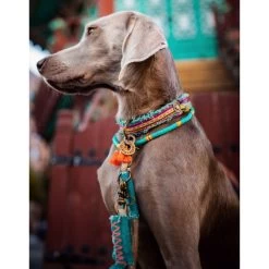 Dog With A Mission Lola Canvas Collar With Rainbow Trim -Equestrian Clothing Shop Lolacollar.jpeg4