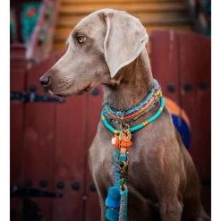 Dog With A Mission Lola Canvas Collar With Rainbow Trim -Equestrian Clothing Shop Lolacollar.jpeg8