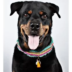 Dog With A Mission Lola Canvas Collar With Rainbow Trim