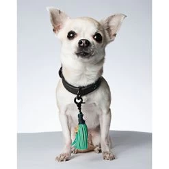 Dog With A Mission Boy Leather Collar With Denim Lining 8 Dog With A Mission Boy Leather Collar With Denim Lining -Equestrian Clothing Shop boy 2 cm collar xxxs 7338 en G