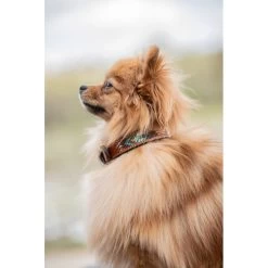 Penelope Pearl Leather Dog Collar -Equestrian Clothing Shop collier pearl noir blanc