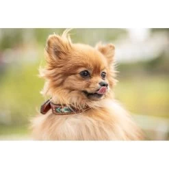 Penelope Pearl Leather Dog Collar -Equestrian Clothing Shop collier pearl noir blanc 1