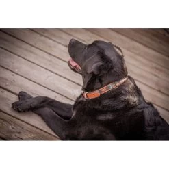 Penelope Pearl Leather Dog Collar -Equestrian Clothing Shop collier pearl noir blanc 4