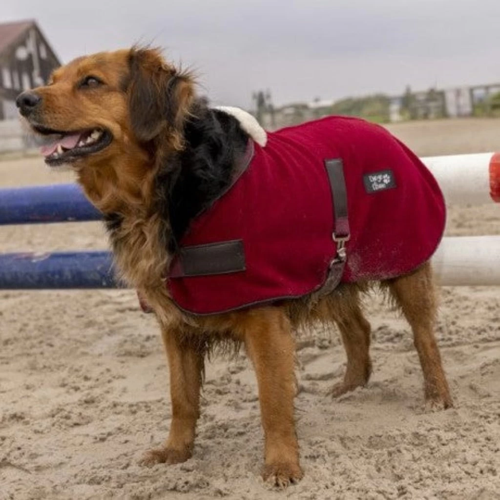 Equi Theme Diego And Louna Teddy Fleece Dog Rug With Fur Collar 1 Equi Theme Diego And Louna Teddy Fleece Dog Rug With Fur Collar