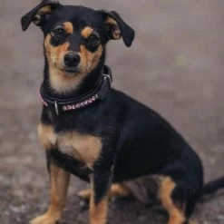 Equestrian Stockholm Crystal Dog Collar ALL IN PINK -Equestrian Clothing Shop dog collar all in pink equestrian stockholm 2