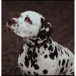 Equestrian Stockholm Dog Collar Bordeaux Crystal -Equestrian Clothing Shop dog collar bordeaux equestrian stockholm2