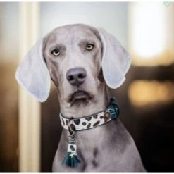 Equestrian Clothing Shop -Equestrian Clothing Shop ivy 2 cm collar