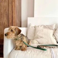 Dog With A Mission Ivy Collar And Matching Bracelet Set -Equestrian Clothing Shop ivy 2 cm collar xxs 8406 en G