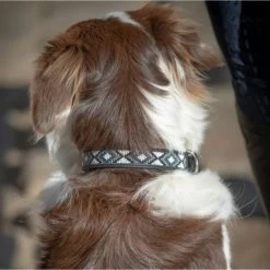 Penelope Pearl Leather Dog Collar -Equestrian Clothing Shop penelope pearl dog collar 1