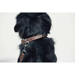 Penelope Point Sellier Dog Collar 14 Penelope Point Sellier Dog Collar -Equestrian Clothing Shop penelope point sellier dog collar