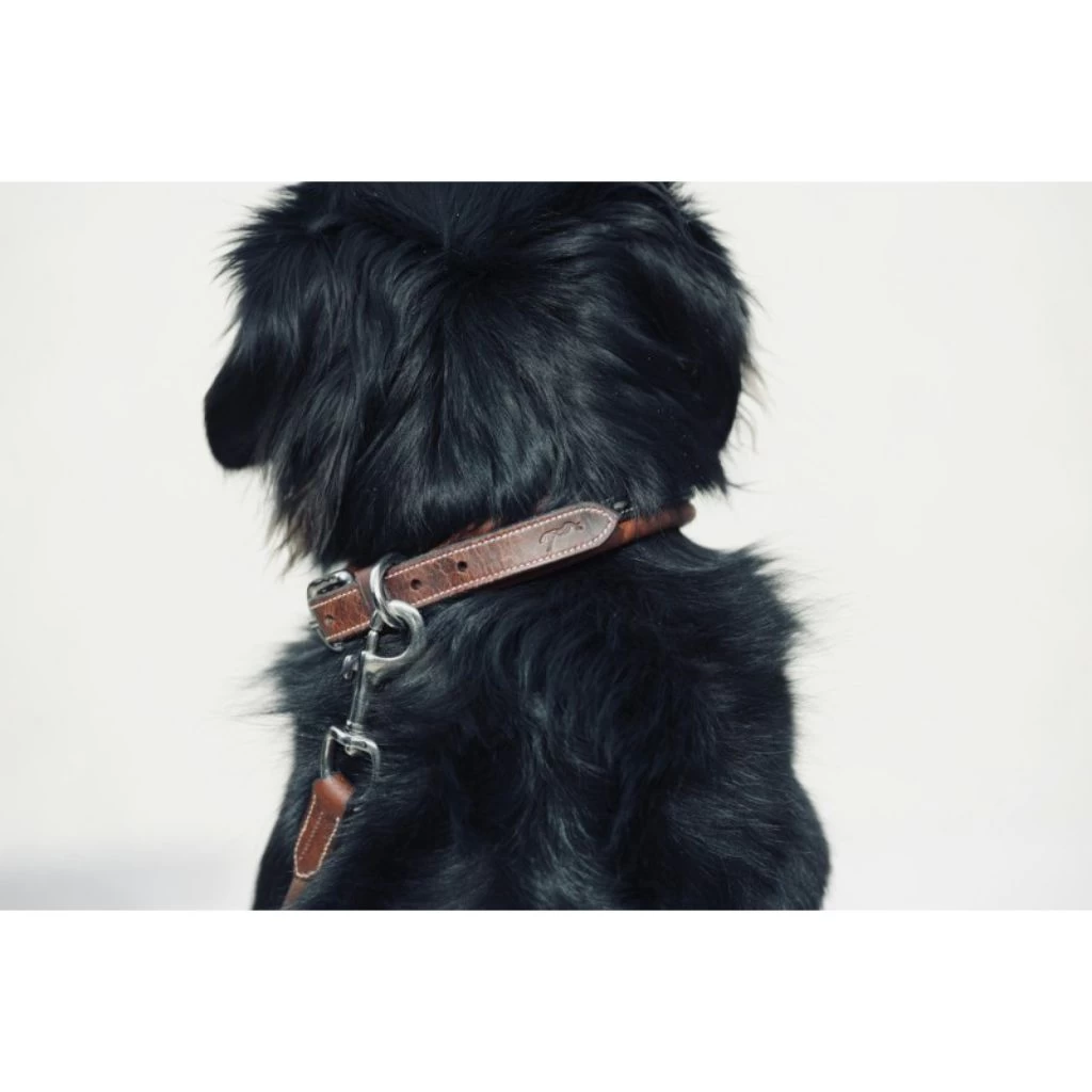 Penelope Point Sellier Dog Collar 7 Penelope Point Sellier Dog Collar - Image 7