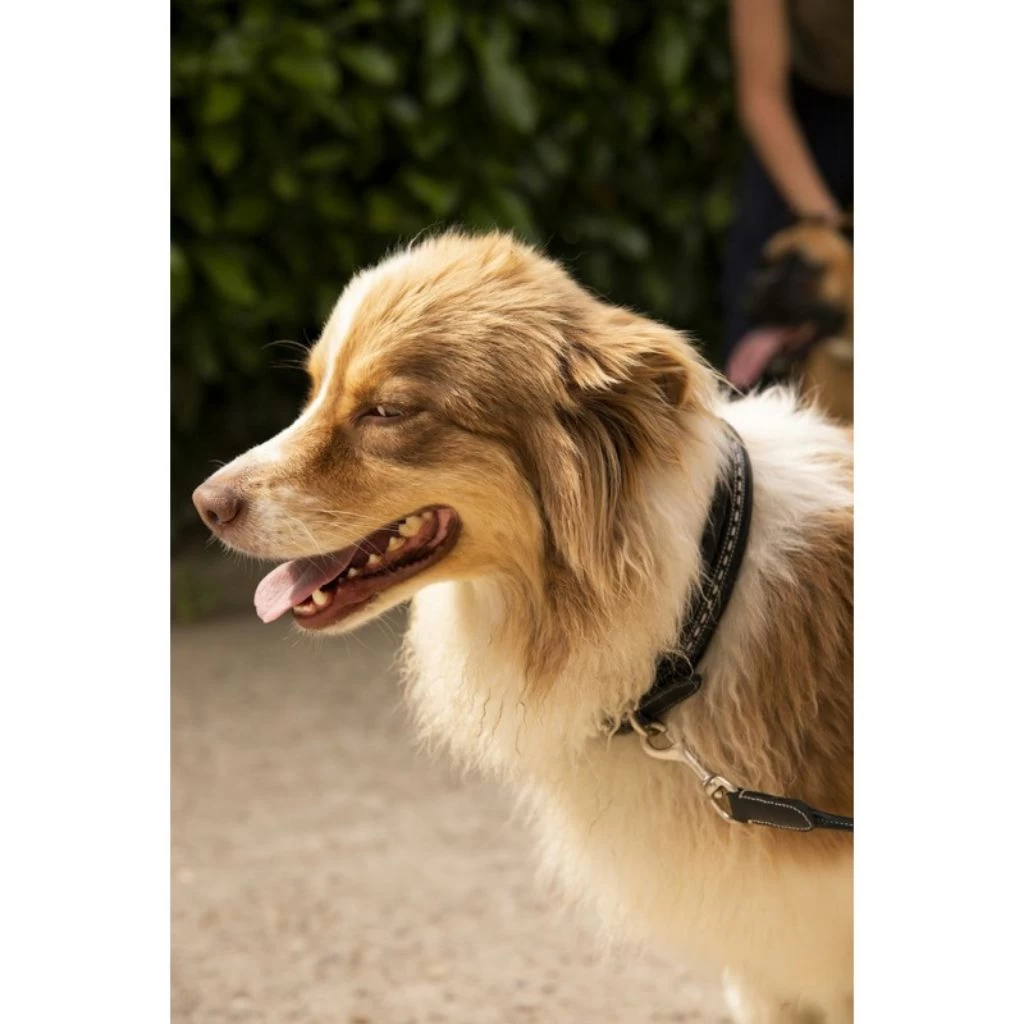 Penelope Point Sellier Dog Collar 4 Penelope Point Sellier Dog Collar - Image 4