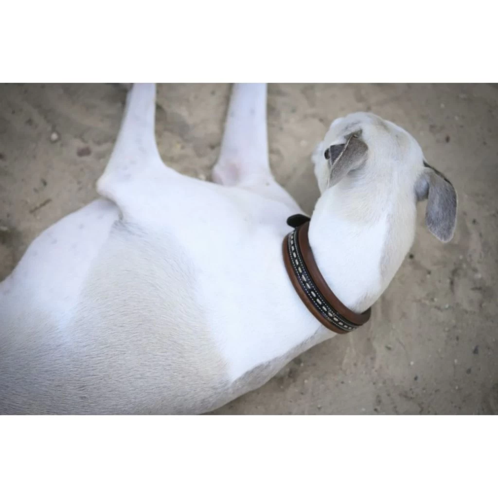 Penelope Point Sellier Dog Collar 5 Penelope Point Sellier Dog Collar - Image 5