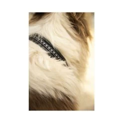 Penelope Point Sellier Dog Collar 13 Penelope Point Sellier Dog Collar -Equestrian Clothing Shop penelope point sellier dog collar 6