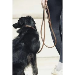 Penelope Point Sellier Dog Collar 15 Penelope Point Sellier Dog Collar -Equestrian Clothing Shop penelope point sellier dog leash 2