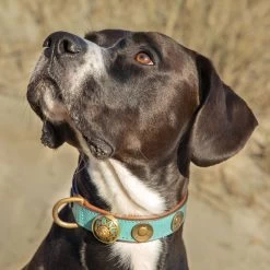 Dog With A Mission Rebel Dog Collar With Brass Trim