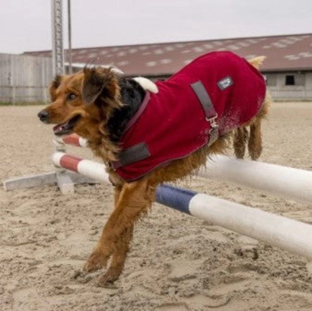 Equi Theme Diego And Louna Teddy Fleece Dog Rug With Fur Collar 2 Equi Theme Diego And Louna Teddy Fleece Dog Rug With Fur Collar - Image 2