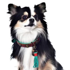 Dog With A Mission Urban Collar Brown With Turquoise -Equestrian Clothing Shop urban 2 cm collar xxs 6458 en G